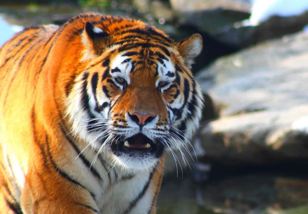 D finition Tigre De Sib rie Panthera Tigris Alta ca
